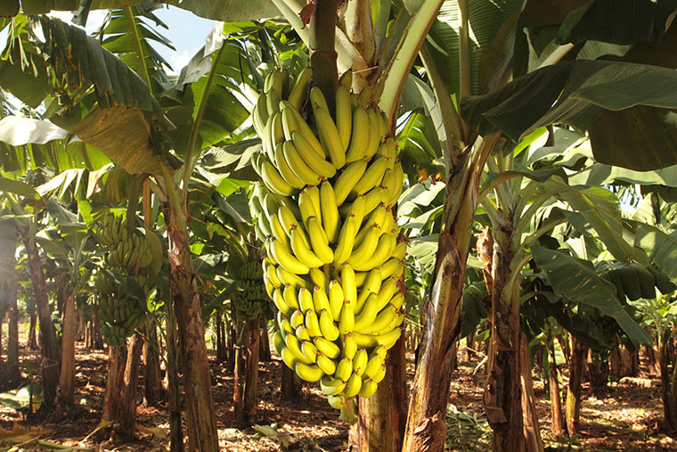 Bananicultura é ótima opção de investimento para produtores