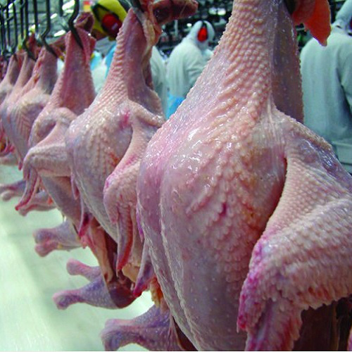 Carne de frango: potencial de produção do 1º bimestre tem aumento real de 4% Carne de frango: potencial de produção do 1º bimestre tem aumento real de 4%