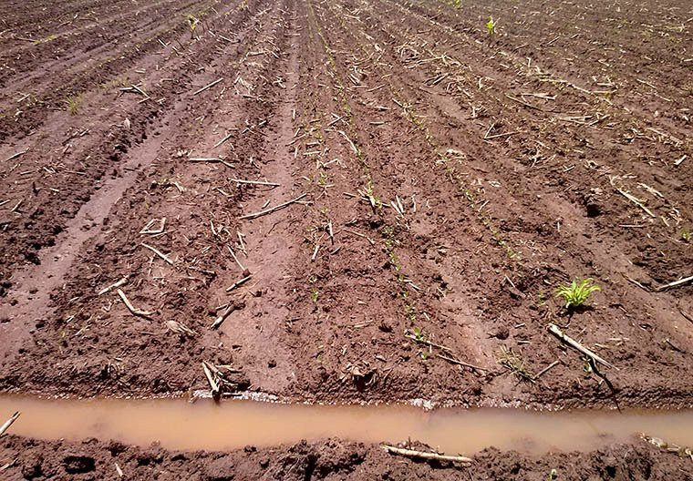 Governo atende pedido do Sistema Famasul e prorroga prazo de licença simplificada para drenagem de lavouras