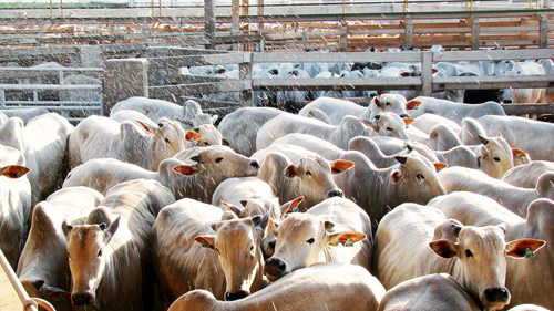 Paraná investe R$ 2,7 bi para construir maior frigorífico da América Latina Paraná investe R$ 2,7 bi para construir maior frigorífico da América Latina