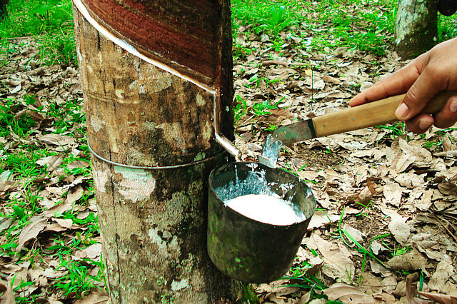Pesquisa mostra destaque na produção de borracha natural Pesquisa mostra destaque na produção de borracha natural