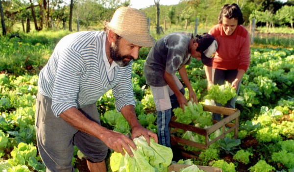 Com plantio direto, foi possível reduzir os custos de produção com fertilizantes, combustíveis e herbicidas, evitando a degradação do solo