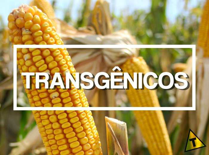 Área de cultivos transgênicos cai em 2015 no mundo pela 1ª vez na história