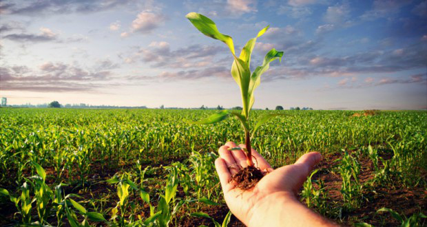 Aprosoja/MS e Banco do Brasil firmam parceria para incentivar aquisição de seguros agrícolas Aprosoja/MS e Banco do Brasil firmam parceria para incentivar aquisição de seguros agrícolas