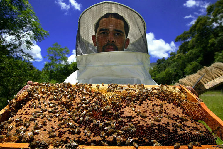 Apicultura é alternativa de renda e de diversificação Apicultura é alternativa de renda e de diversificação