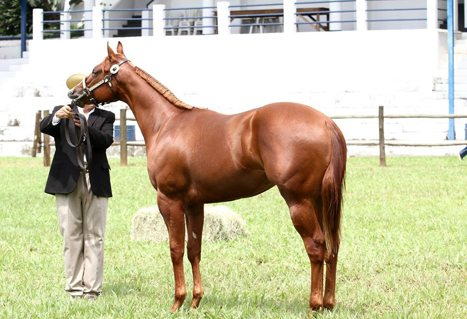 52ª Expoagro será palco da 1º Prova Halter MS Legenda: Animais das raças Quarto de Milha, Appaloosa e Paint Horse serão julgados durante a prova na 52ª Expoagro