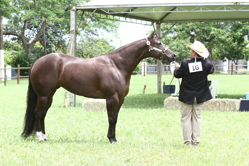 52ª Expoagro será palco da 1º Prova Halter MS Legenda: Animais das raças Quarto de Milha, Appaloosa e Paint Horse serão julgados durante a prova na 52ª Expoagro
