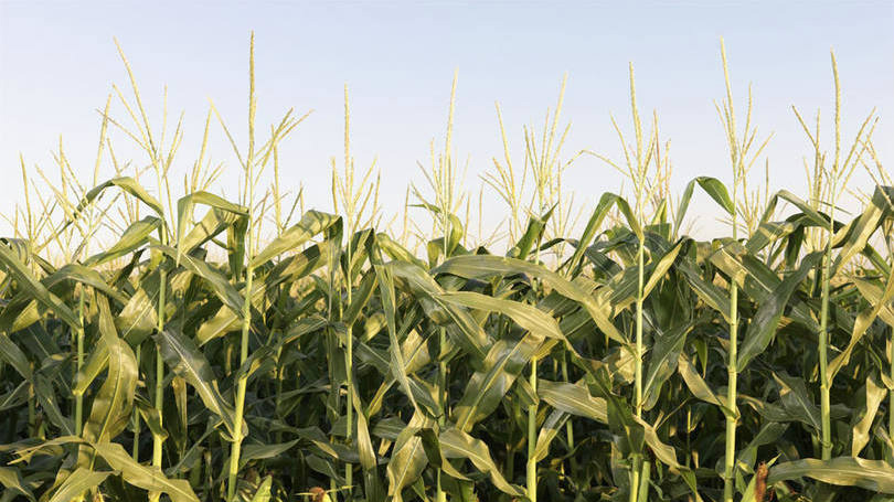 Liberação do milho chinês vai impactar no sorgo e cevada Liberação do milho chinês vai impactar no sorgo e cevada