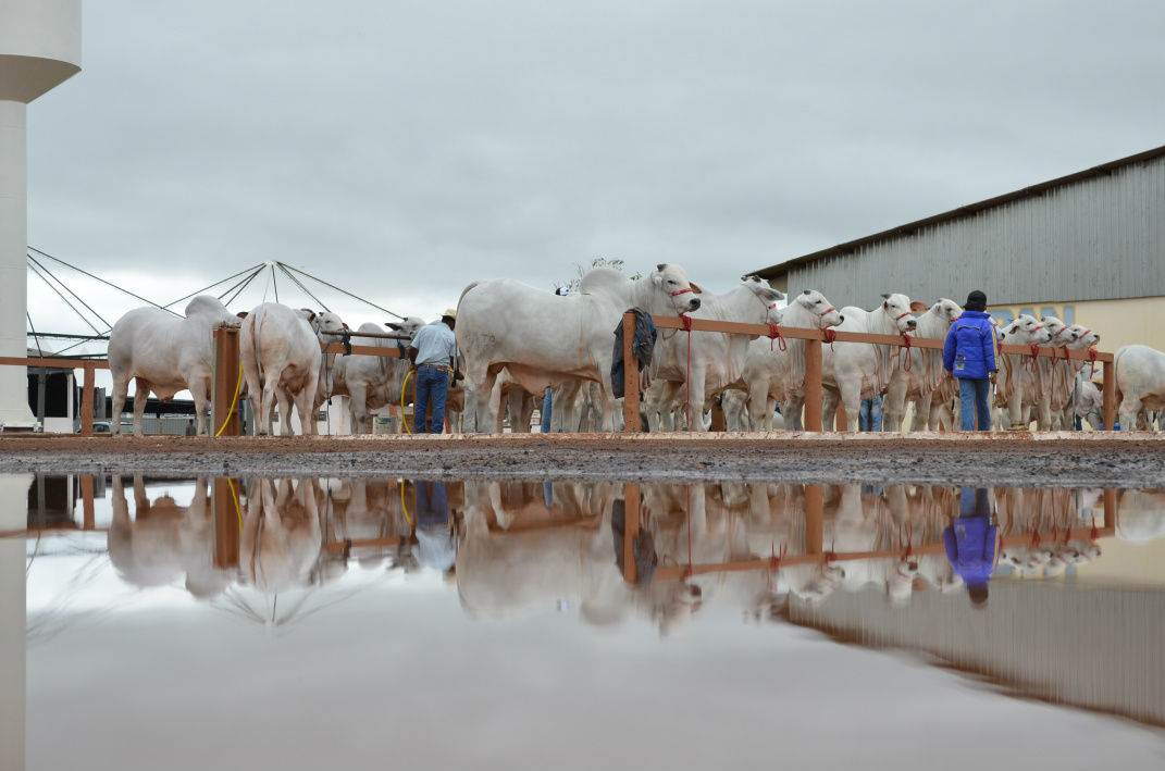 Julgamento do Nelore começa hoje com animal avaliado em R$ 2,5 milhões Banhador mais próximo dos pavilhões de argola facilita para tratador e animal(Foto: Eliel Oliveira)