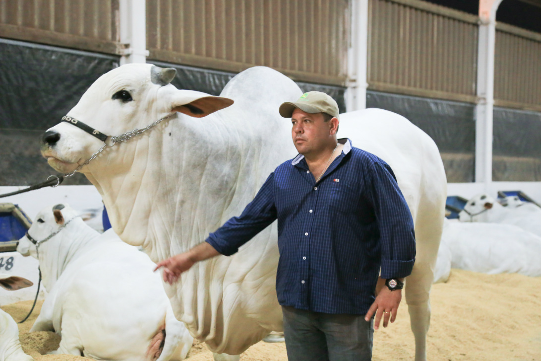 Julgamento do Nelore começa hoje com animal avaliado em R$ 2,5 milhões Julgamento Nelore começa nesta quinta-feira (18/05) com animal Objuan,avaliado em R$ 2,5 milhões e inúmeros título nacional (Foto: Eder Gonçalves)
