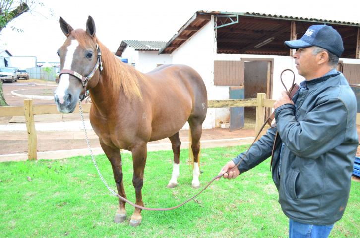 Leilão Dourados QM e PH acontece nesta sexta-feira na Expoagro Foto: Eliel Oliveira / Assessoria de Imprensa SRDLegenda : (Leilao Equinos 5) Powder Red de 10 anos tem títulos de nível nacional