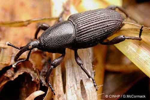 Embrapa e extensão rural buscam método de controle da broca-gigante da bananeira Embrapa e extensão rural buscam método de controle da broca-gigante da bananeira
