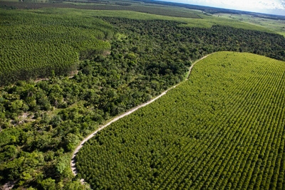 Faturamento do setor florestal cresce 7,3% em 2016