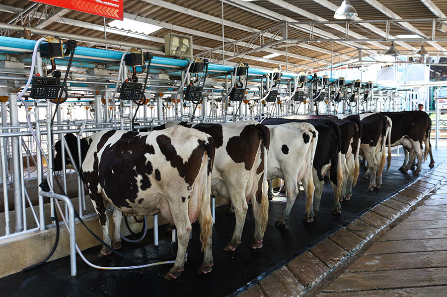 Custo de produção da pecuária leiteira registra leve alta Custo de produção da pecuária leiteira registra leve alta