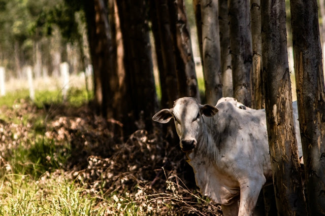 Sistema de ILPF é considerado uma das opções mais sustentáveis da atividade agropecuária Sistema de ILPF é considerado uma das opções mais sustentáveis da atividade agropecuária