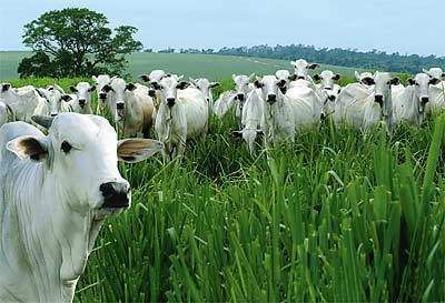 Melhoramento genético animal é tema de curso em Campo Grande (MS) Melhoramento genético animal é tema de curso em Campo Grande (MS)