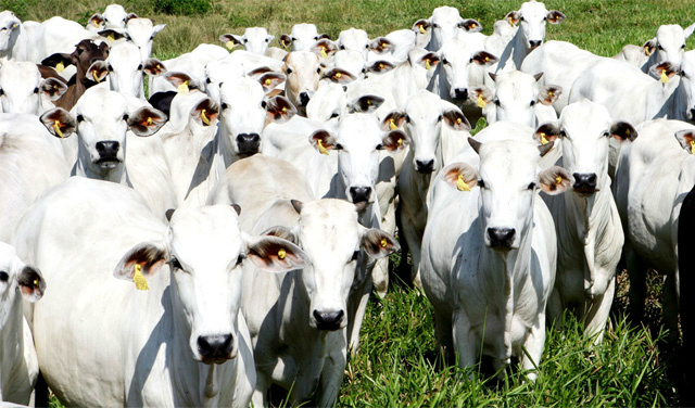 "Agropecuária é solução para desenvolvimento sustentável", afirma Presidente da CNA "Agropecuária é solução para desenvolvimento sustentável", afirma Presidente da CNA
