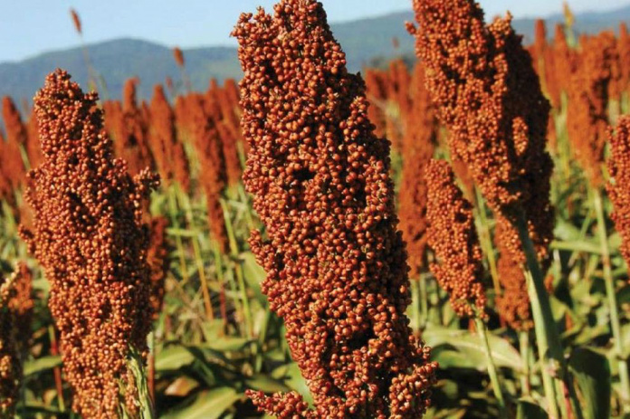 Sorgo é rico em nutrientes e antioxidantes, aponta pesquisa Sorgo é rico em nutrientes e antioxidantes, aponta pesquisa