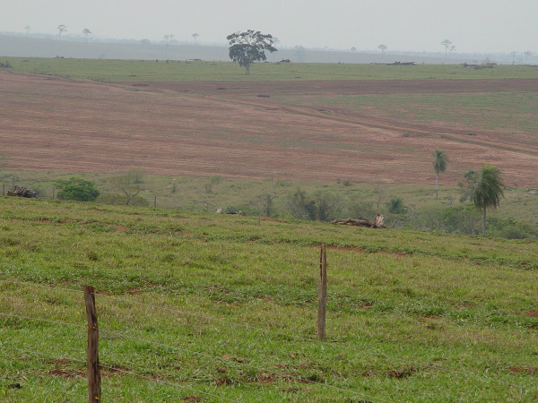 Família briga há 14 anos para reaver a Fazenda Brasília do Sul Parte da área da Brasília do Sul invadida por índios há mais de 14 anos (Foto: Marcos Santos)