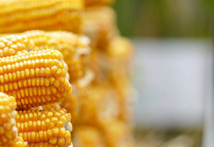 Recuo nos preços do milho anima pecuaristas Recuo nos preços do milho anima pecuaristas