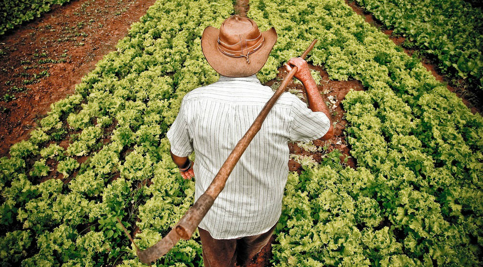 Matéria prima da agricultura familiar é utilizada na produção de biodiesel Matéria prima da agricultura familiar é utilizada na produção de biodiesel