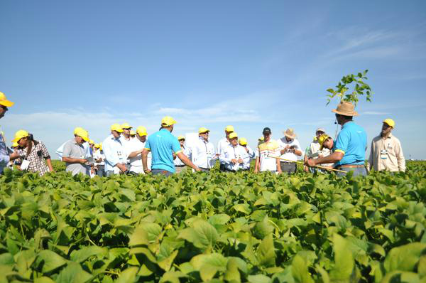 Sistemas integrados de produção serão abordados em Dia de Campo em Nova Andradina Sistemas integrados de produção serão abordados em Dia de Campo em Nova Andradina