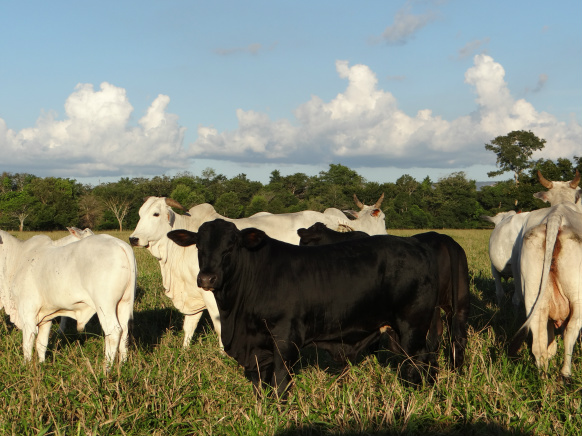 Eu apostei no cruzamento com Brangus e Angus e estou lucrando com isso”, comemora pecuarista do MT Eu apostei no cruzamento com Brangus e Angus e estou lucrando com isso”, comemora pecuarista do MT