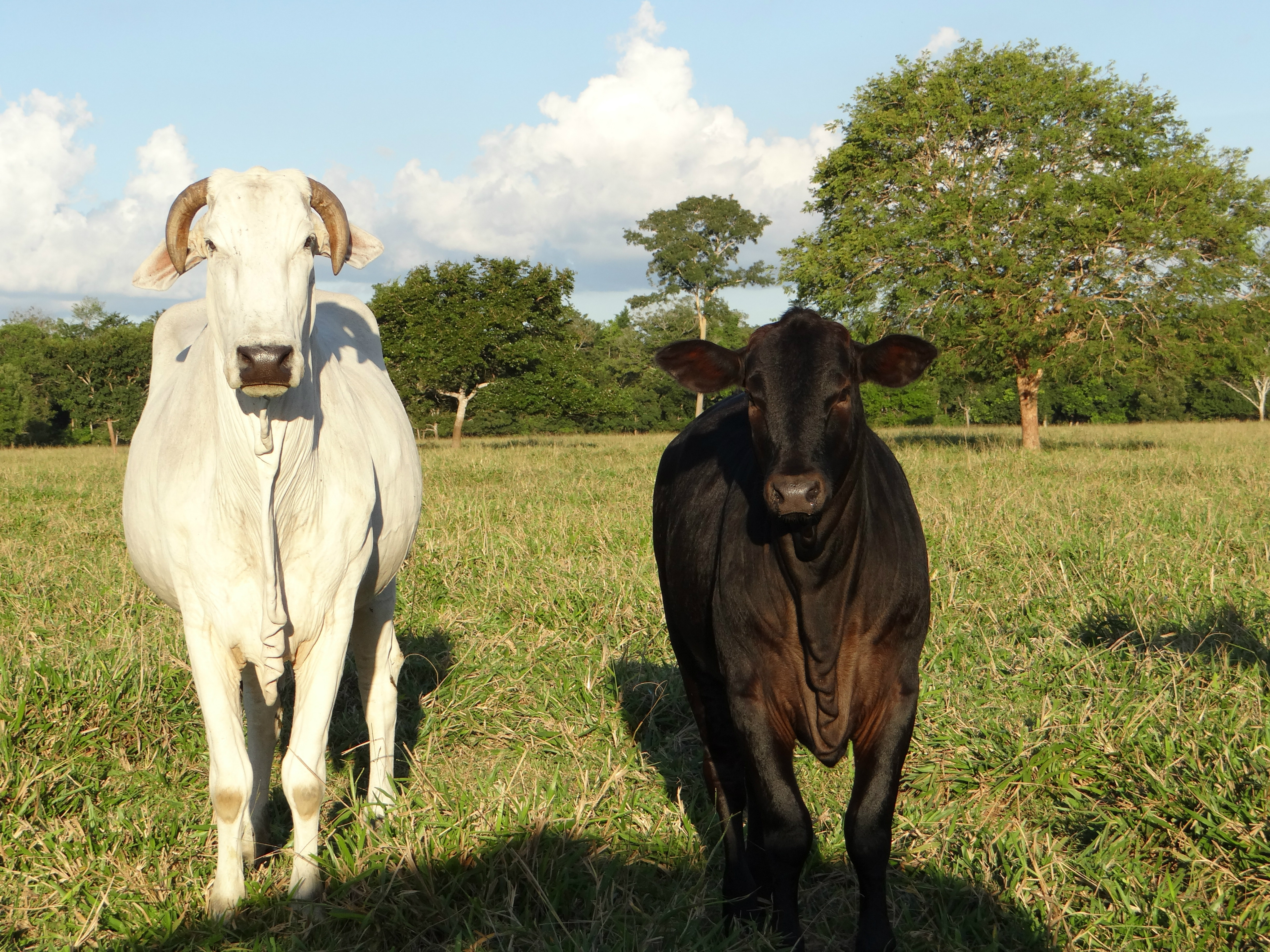 Eu apostei no cruzamento com Brangus e Angus e estou lucrando com isso”, comemora pecuarista do MT Eu apostei no cruzamento com Brangus e Angus e estou lucrando com isso”, comemora pecuarista do MT