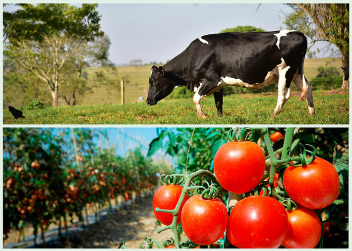 Senar/MS integra produção de leite e hortifrutigranjeiros no dia de campo realizado em Coxim O evento faz parte da programação da 3ª Feira do Agronegócio da região Norte que acontece entre 7 e 9 de julho
