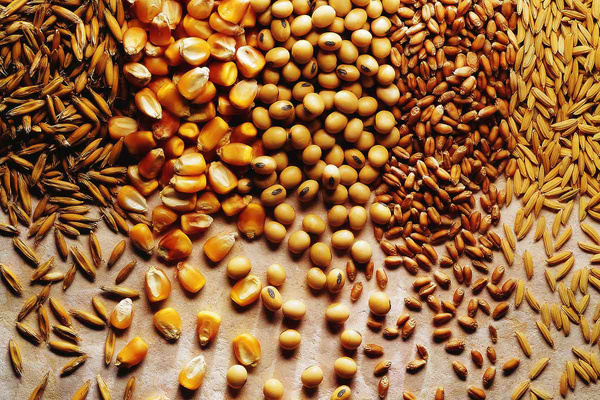 Coapa e Embrapa levam conhecimento a produtores de grãos Coapa e Embrapa levam conhecimento a produtores de grãos