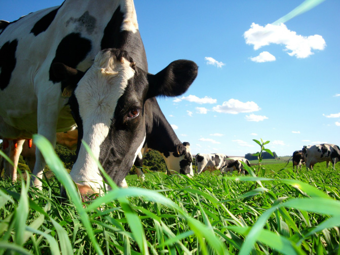 Pecuária brasileira é sustentável, produz cada vez mais e reduz emissão de gases