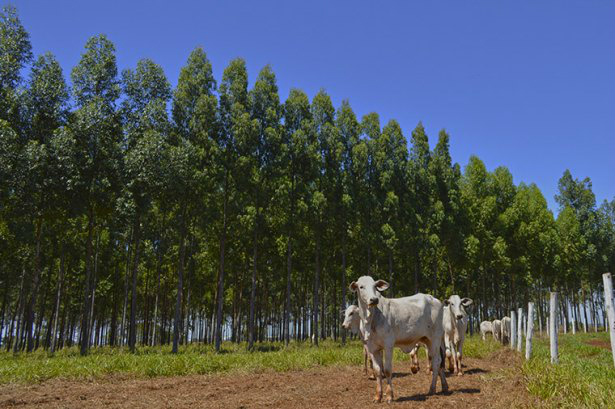 Abertas as inscrições para Dia de Campo Carne Carbono Neutro na Intercorte Abertas as inscrições para Dia de Campo Carne Carbono Neutro na Intercorte