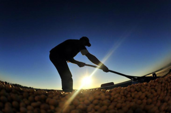 Balança do agronegócio brasileiro apresentou superávit no primeiro trimestre do ano.Foto: Tadeu Vilani / Zero Hora