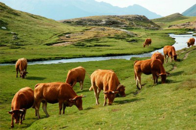 No país da pecuária, pasto é usado contra o aquecimento global