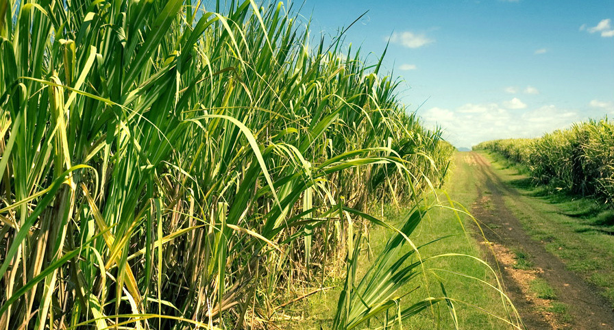 Produtor de cana pode saber potencial produtivo antes de plantar Produtor de cana pode saber potencial produtivo antes de plantar
