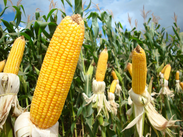 FCStone eleva previsão de safra de milho dos EUA 2016 para 15,195 bi bushels