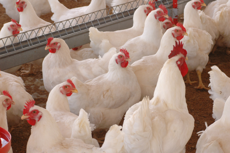 Liderança avícola do México pede fim das importações de carne de frango do Brasil