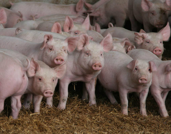 Coreia do Sul deve iniciar importação de carne suína do Brasil em 2017