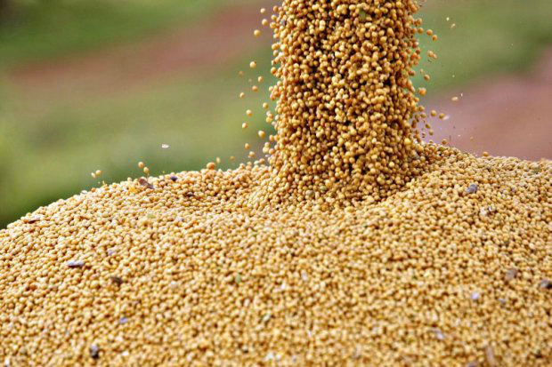 USDA: Expectativas indicam aumento da safra de soja nos EUA e redução da de milho