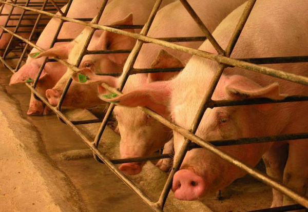 Preço pago pelo suíno vivo é o menor desde julho do ano passado Oferta regular e consumo reduzido fez com que preços do suíno recuassem.Foto: Marielise Ferreira / Especial ZH