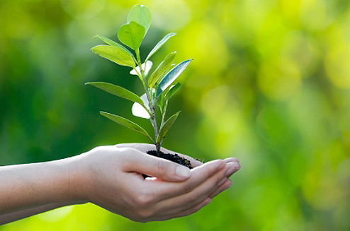 Dia da árvore: cultivo aumenta ganho do produtor rural