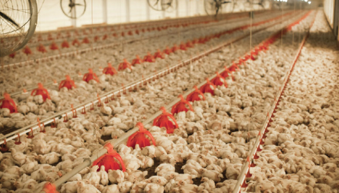 Indústria de aves e suínos prevê demanda menor por milho