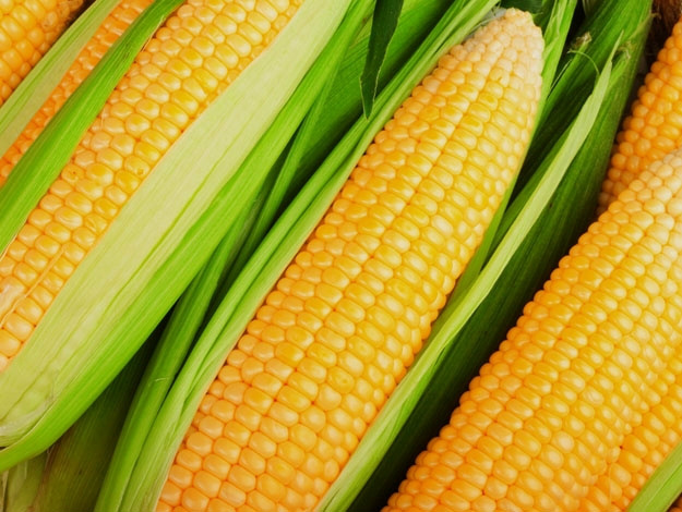 Soja e milho impulsionam produção agrícola em 2015