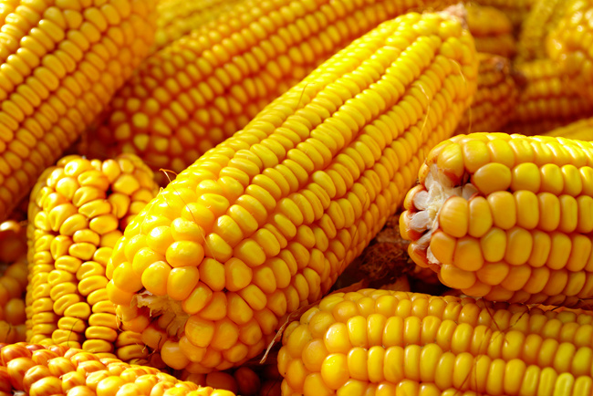 Em Chicago, milho inicia sessão desta 6ª feira com leves quedas, próximos da estabilidade à espera do USDA Em Chicago, milho inicia sessão desta 6ª feira com leves quedas, próximos da estabilidade à espera do USDA