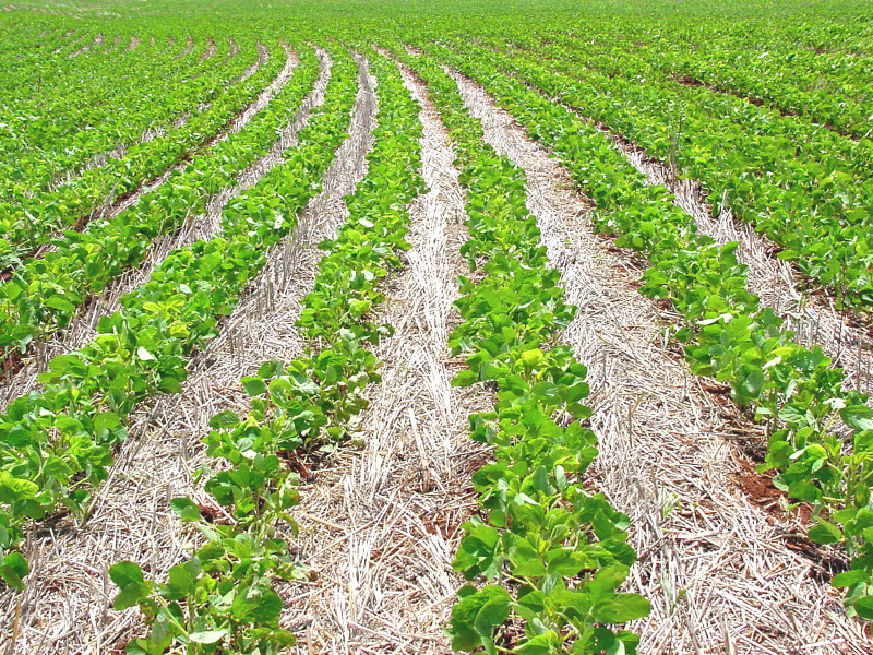 Sistema Plantio Direto na Palha está sendo cada vez mais usado por agricultores brasileiros (Foto: Gazeta do Campo)
