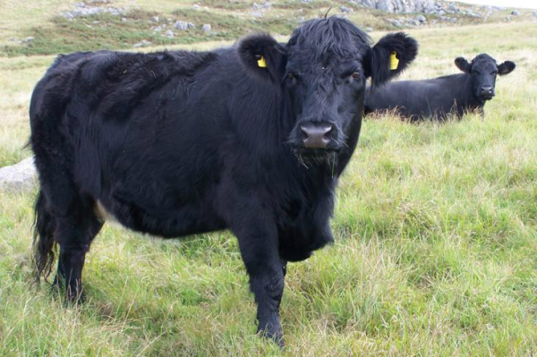 Pecuaristas tendem a vender os animais com o pasto em condições desfavoráveis.Foto: Divulgação / RuralBR