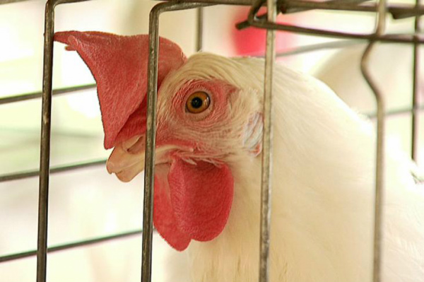 Arábia Saudita aumentou importações de carne de frango do Brasil.Foto: Reprodução