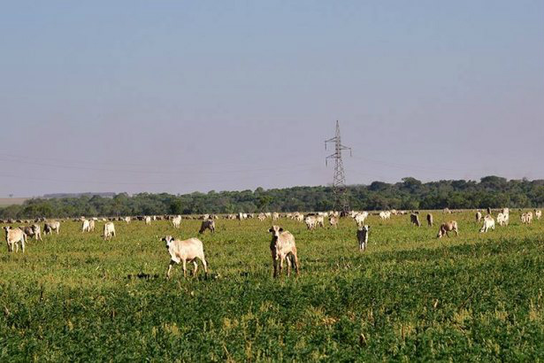 Preservação ambiental, gestão social e econômica viabilizam pecuária sustentável Preservação ambiental, gestão social e econômica viabilizam pecuária sustentável