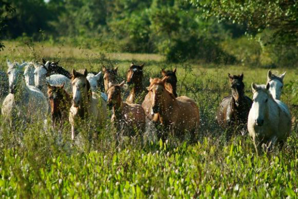 Cavalo pantaneiro se destaca pelo baixo custo, resistência e versatilidade Há cerca de 20 mil cavalos pantaneiros registrados, sendo 90% em Mato Grosso e Mato Grosso do Sul.Foto: divulgação / Abccp