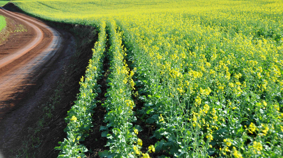 Cientistas brasileiras sugerem medidas para proteger os polinizadores agrícolas Cientistas brasileiras sugerem medidas para proteger os polinizadores agrícolas